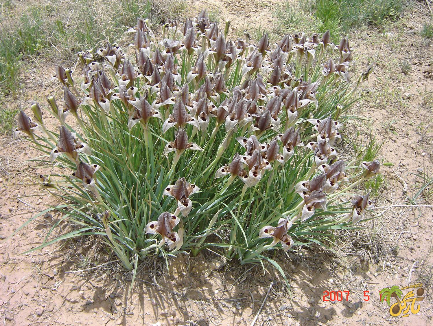 Iris acutiloba